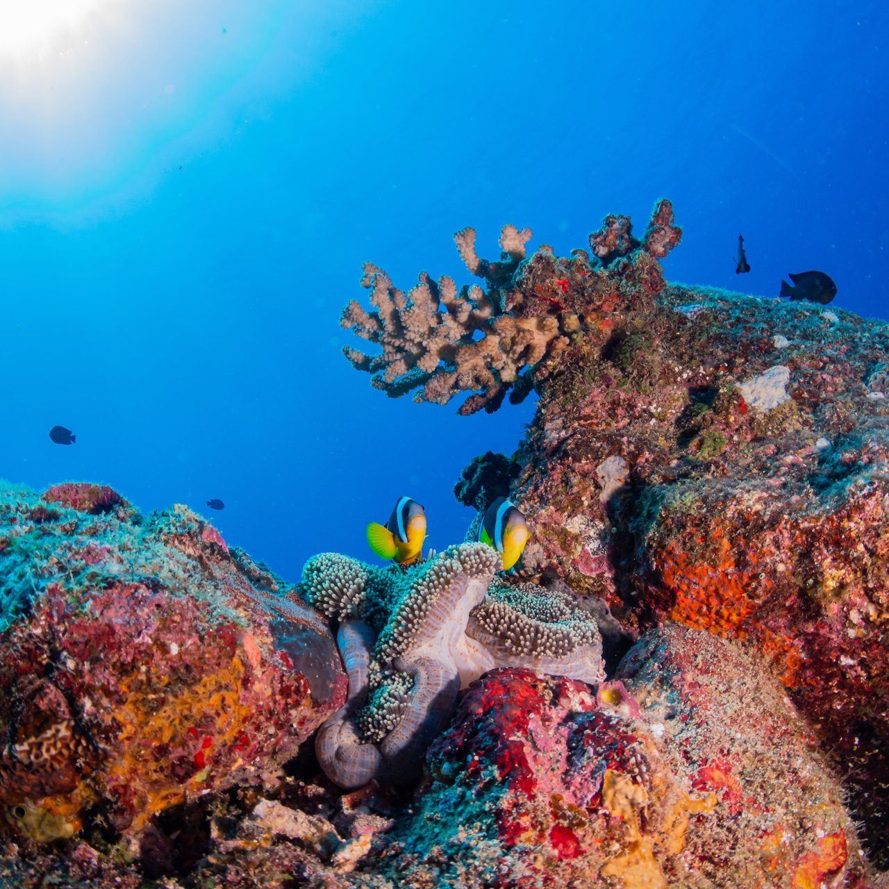 plongée sous-marine Maurice