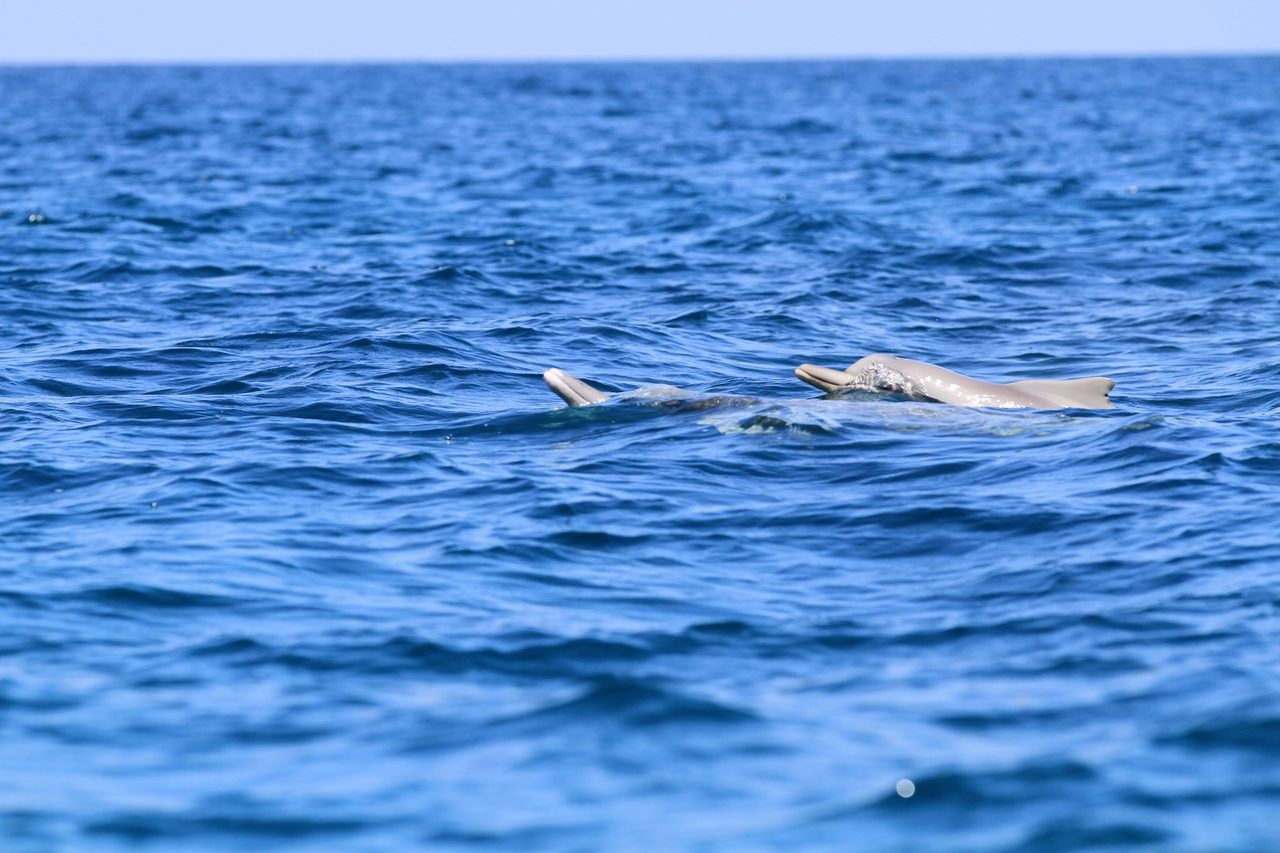 dauphins Kizimkazi