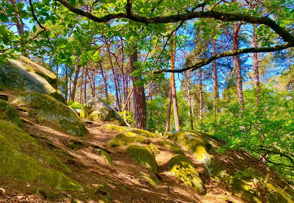 Les 10 plus belles randonnées à faire dans la Forêt de Fontainebleau