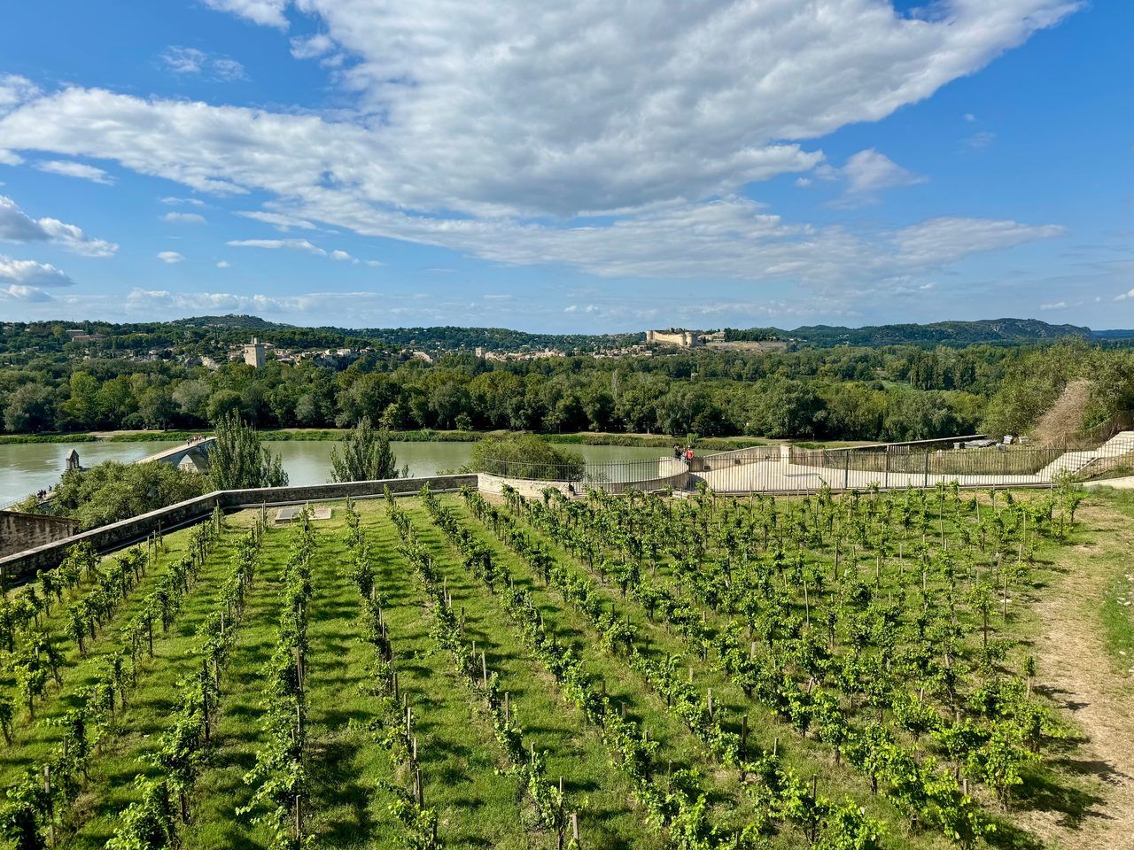 famille Avignon