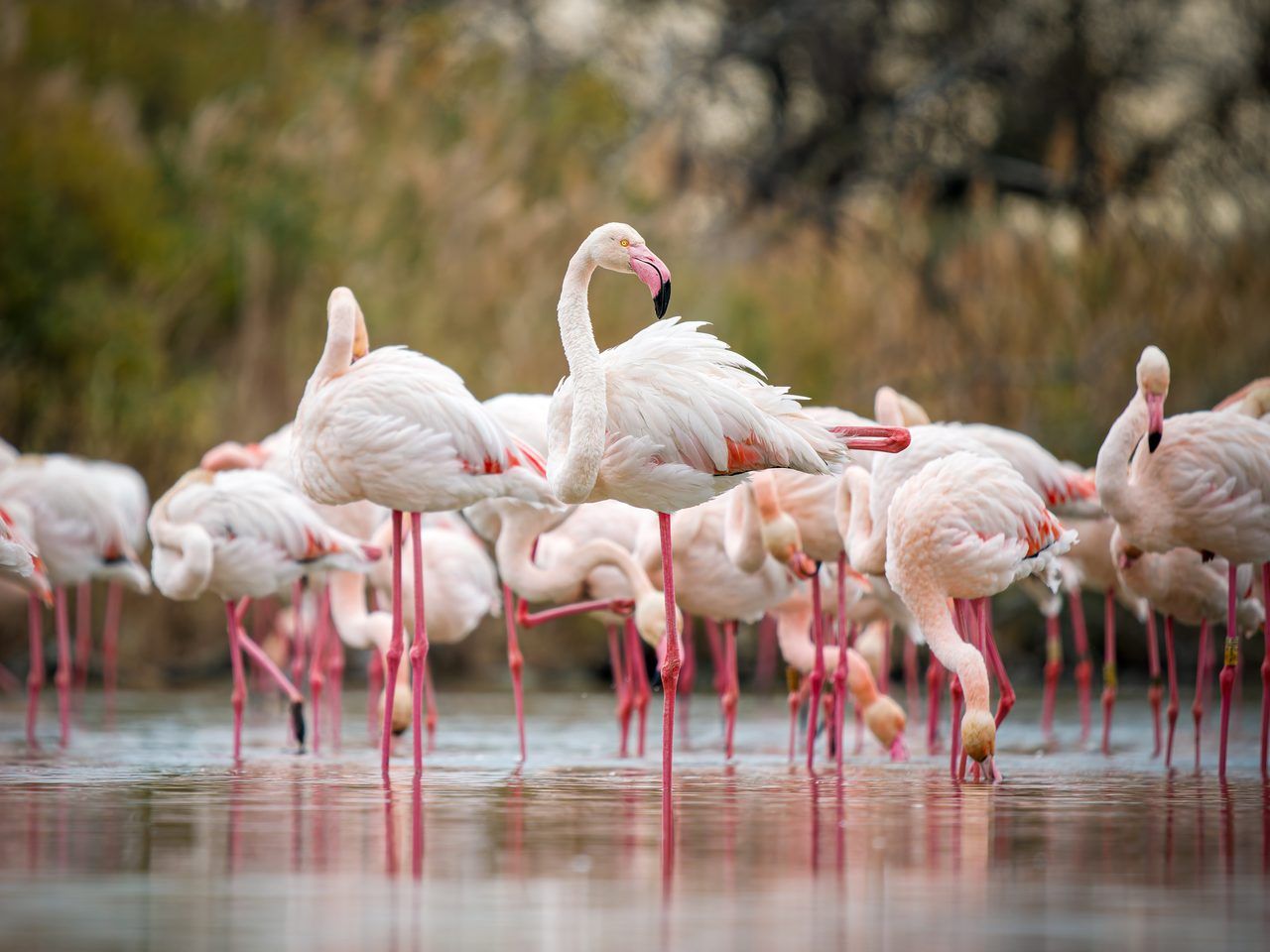 Camargue flamants roses