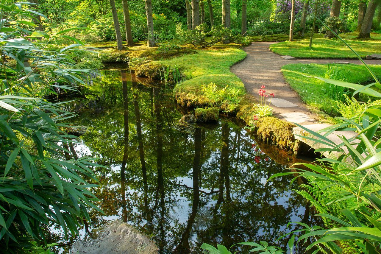 Forêt de Haye