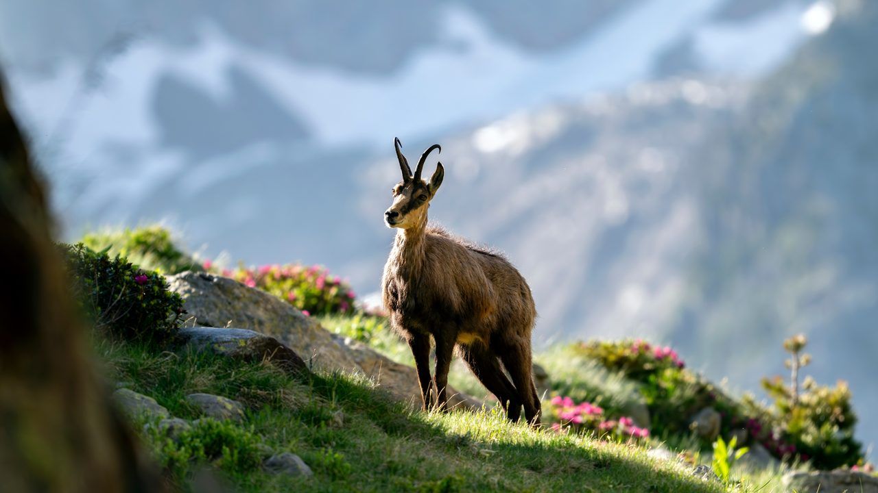 Parc national du Mercantour