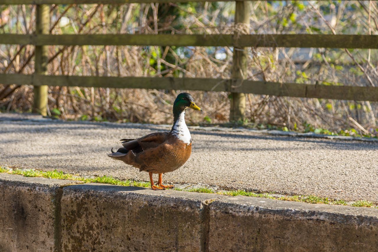Canard de Duclair