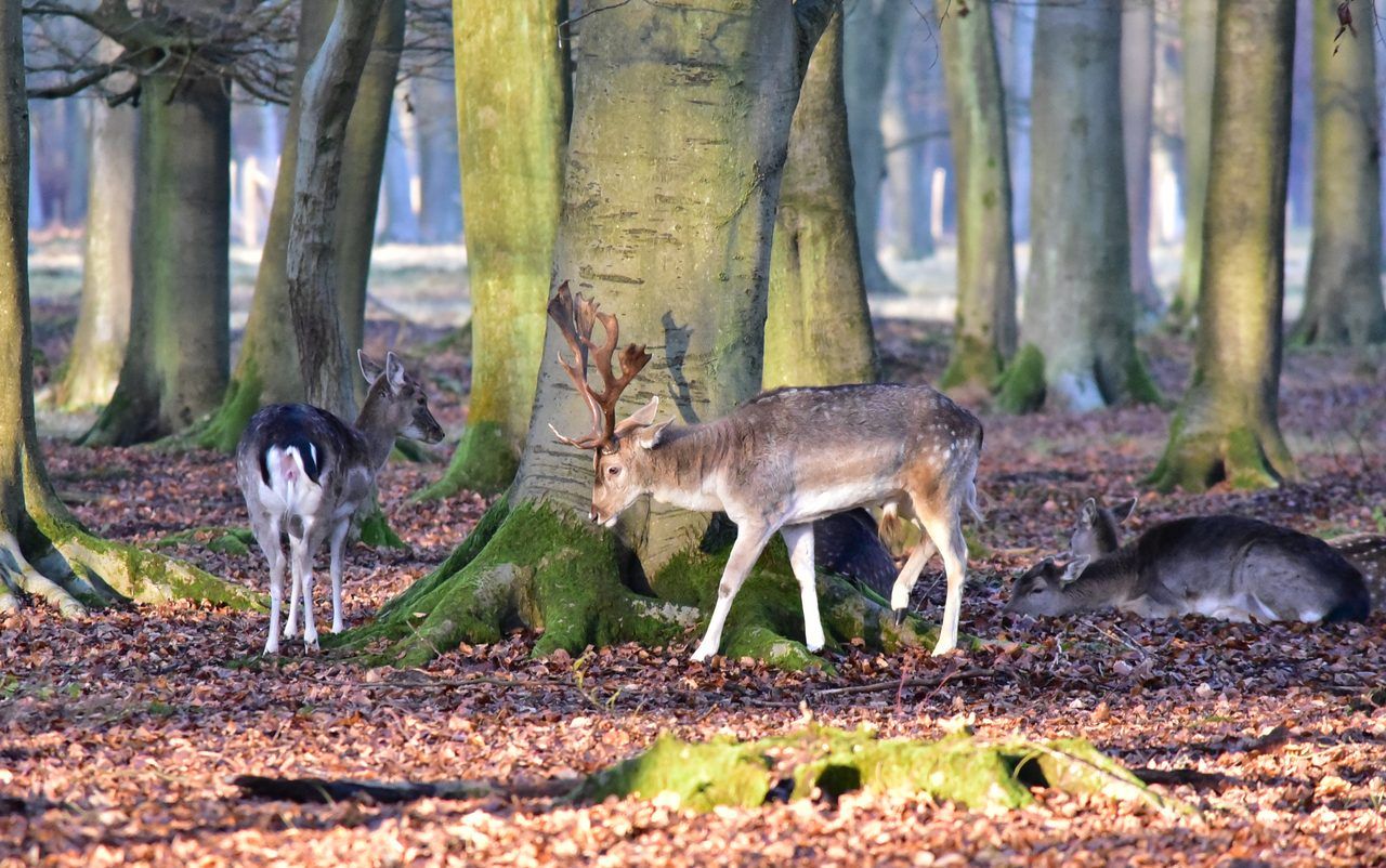 Forêt de Roumare