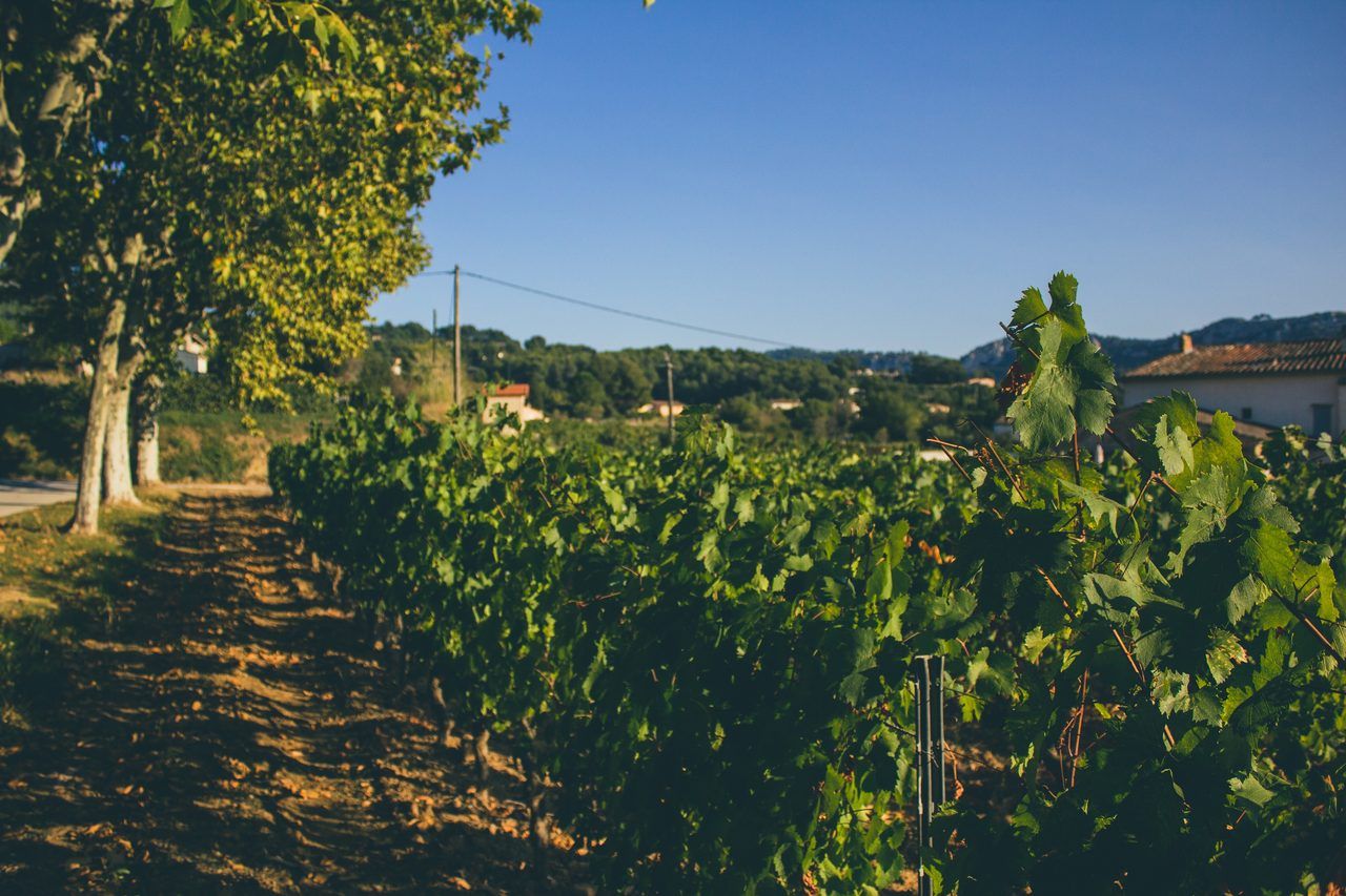 Bandol vignoble