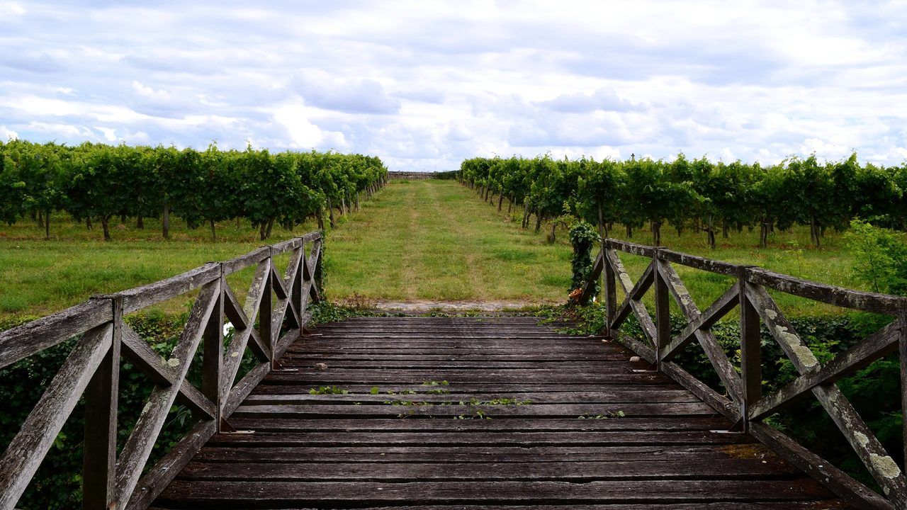 Vignoble Blaye