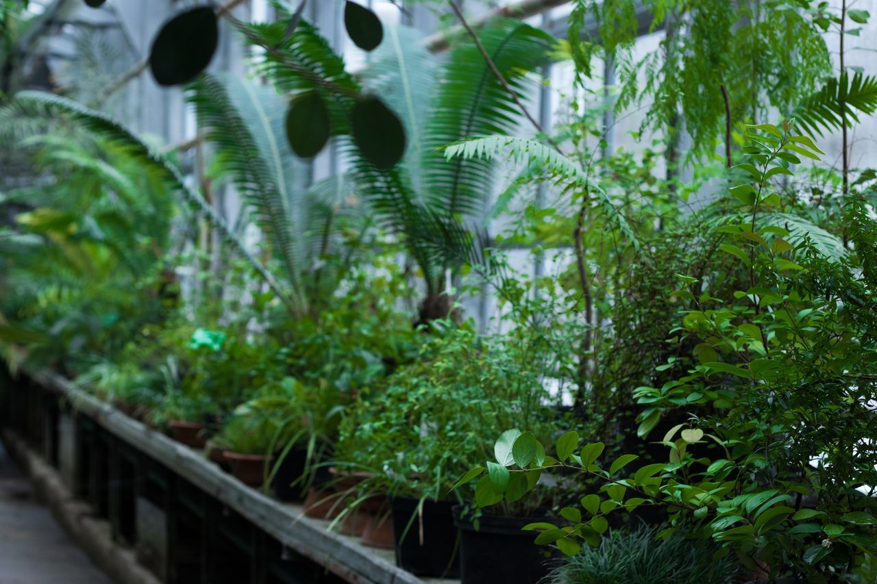 Cambridge University Botanic Garden
