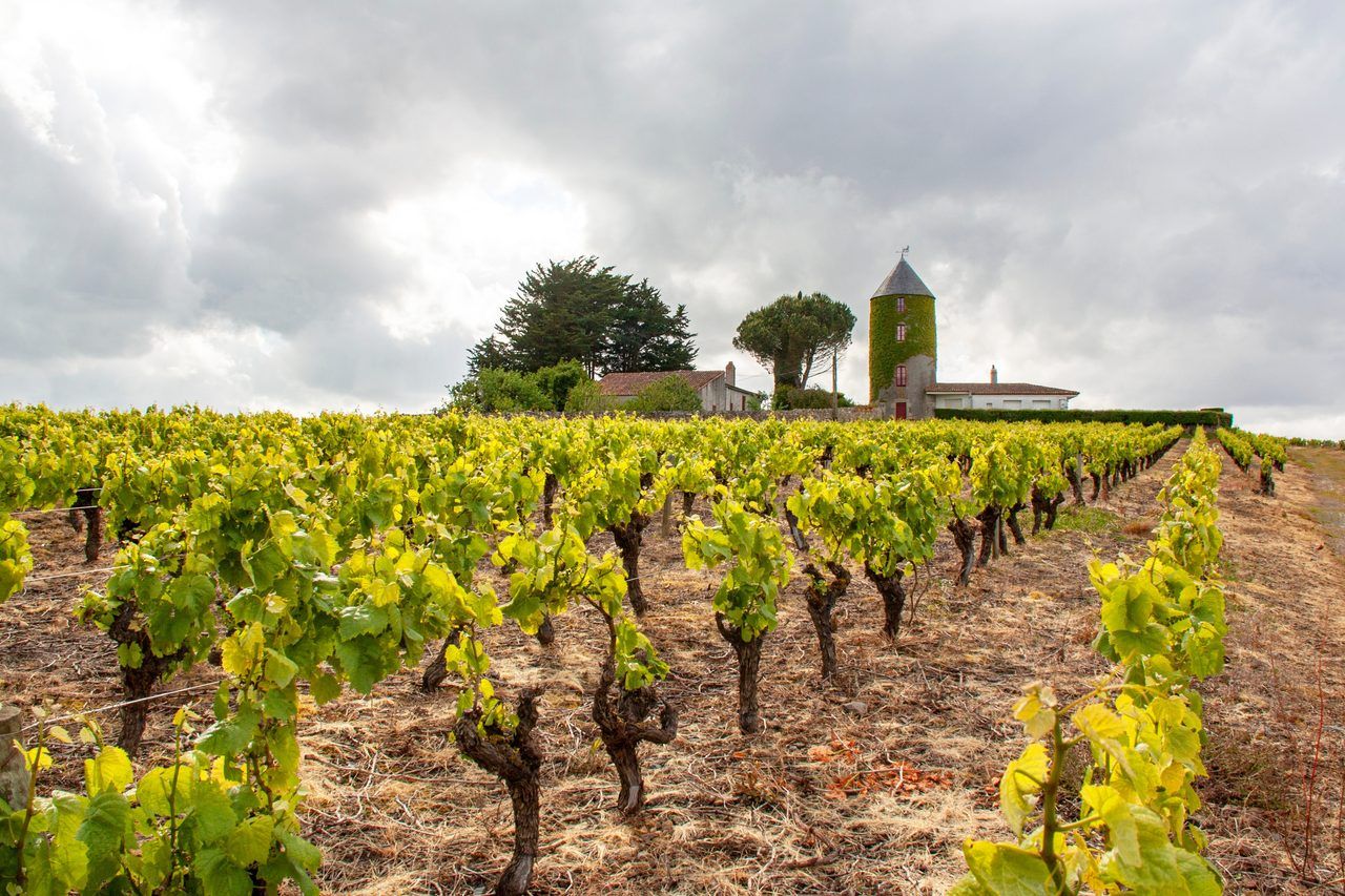 Muscadet vignoble Vallet