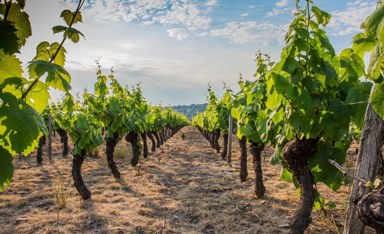 Vignoble Nantais