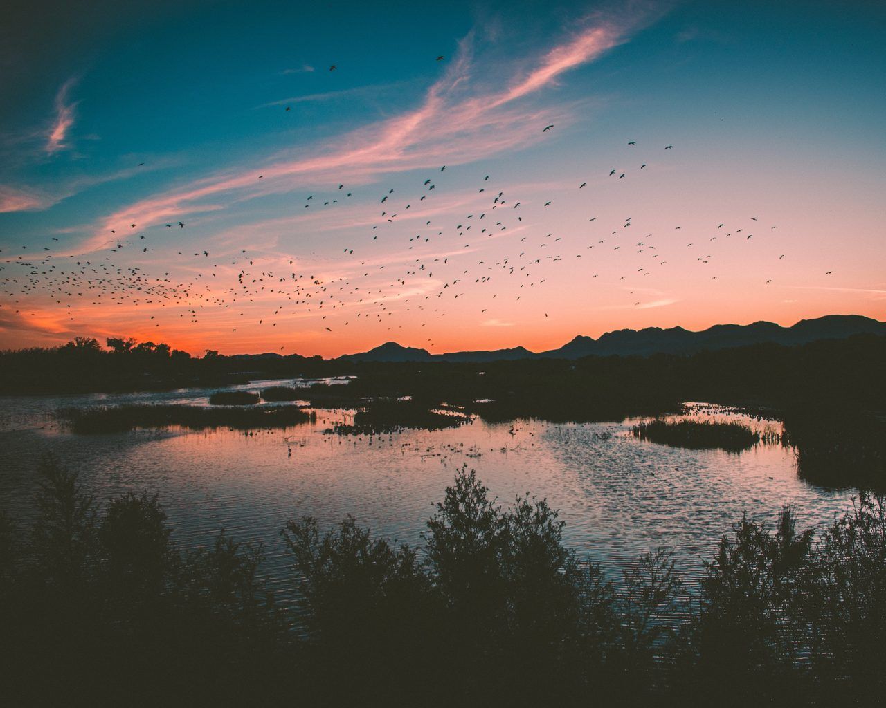 oiseaux Grand Traict