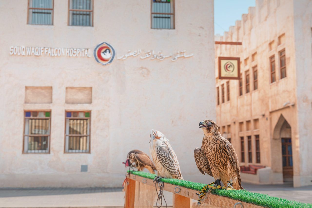 Souq Waqif fauconnerie