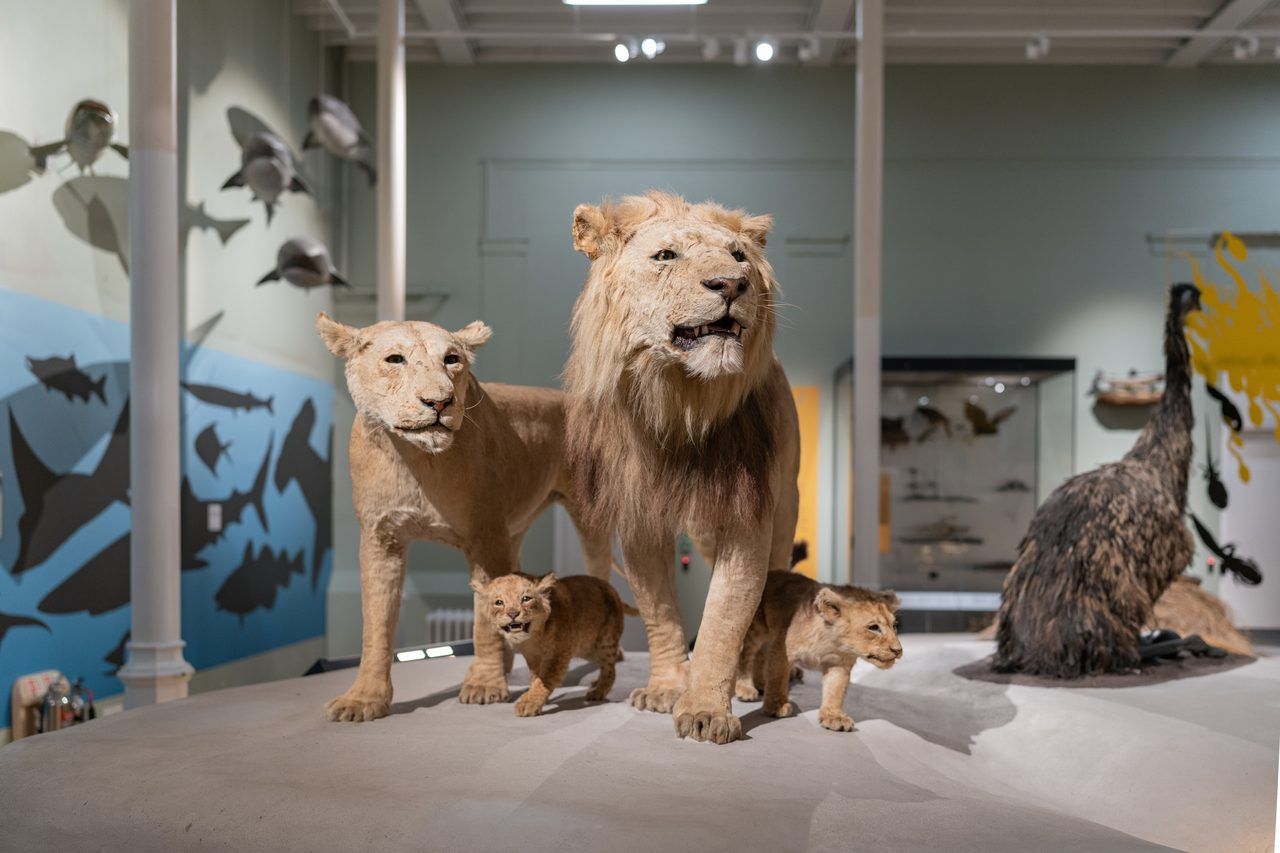 National Museum of Scotland