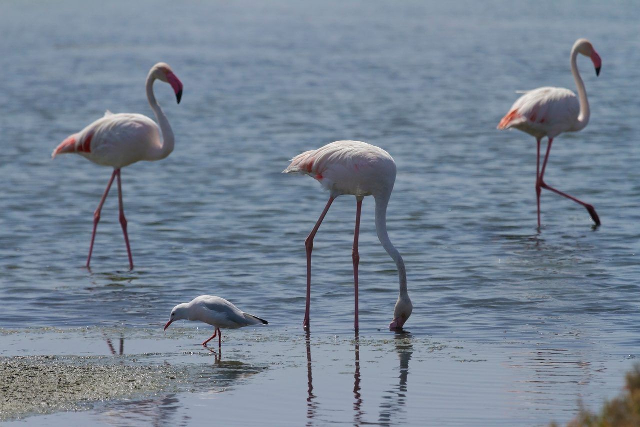 Ria Formosa
