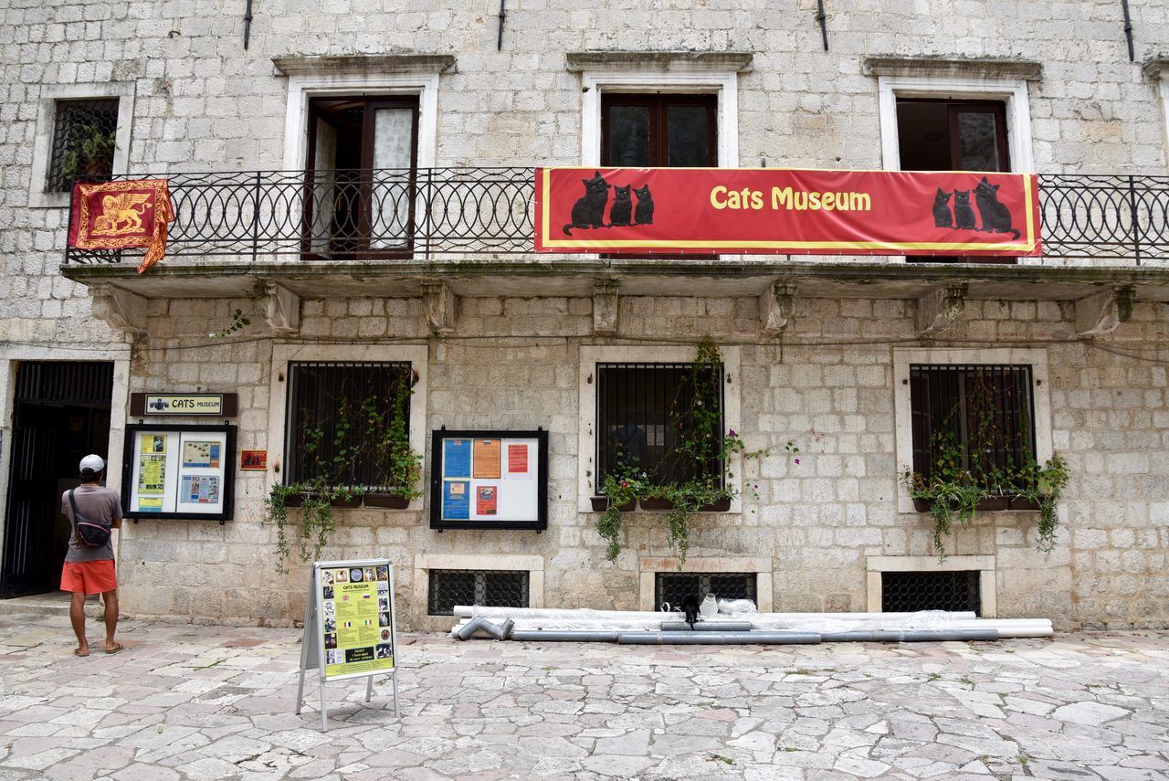 Musée des chats Kotor