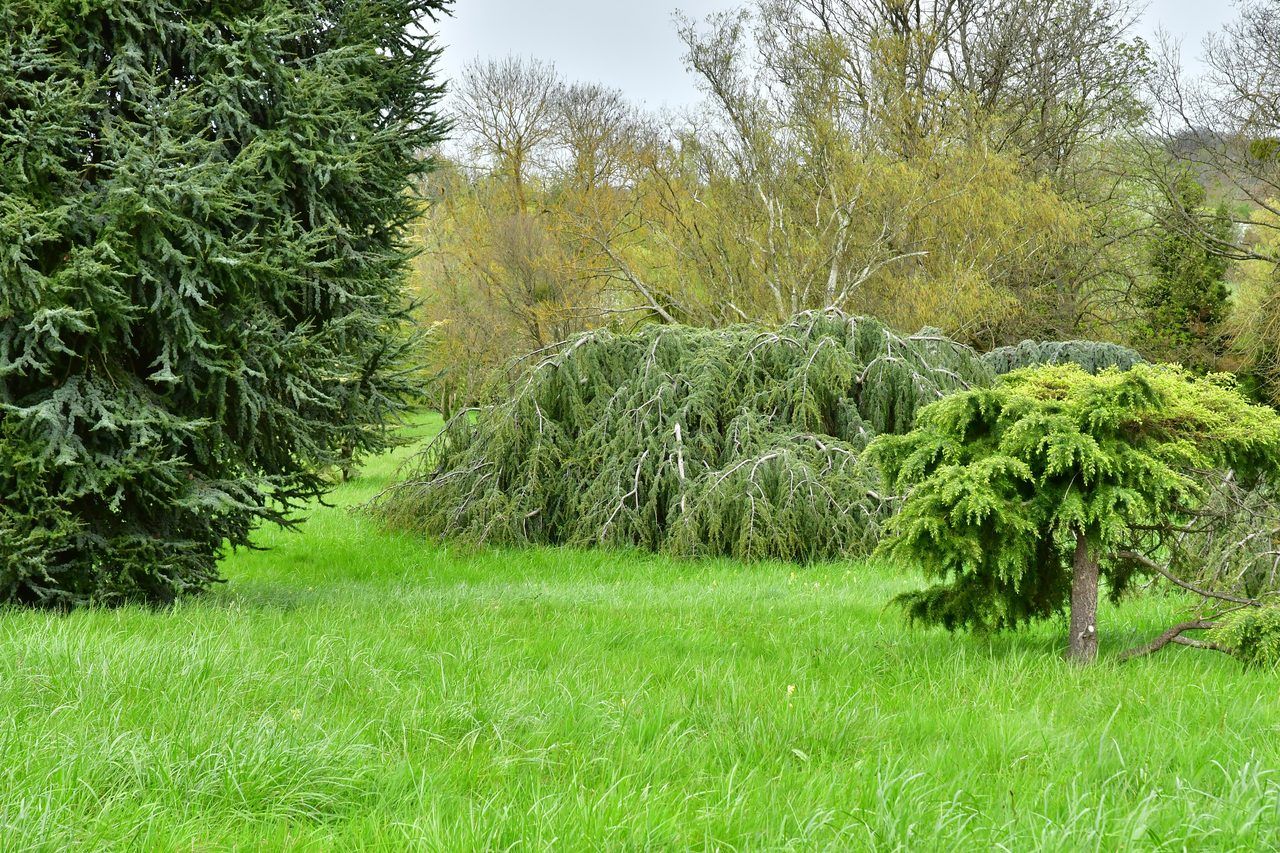 Arboretum de Lisieux