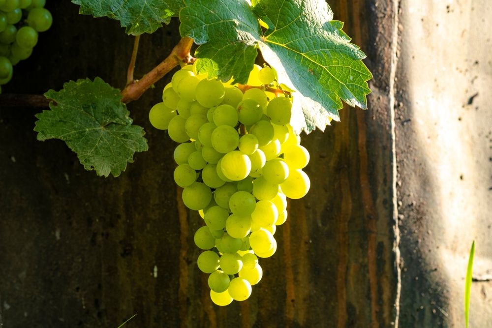 raisin-muscadet