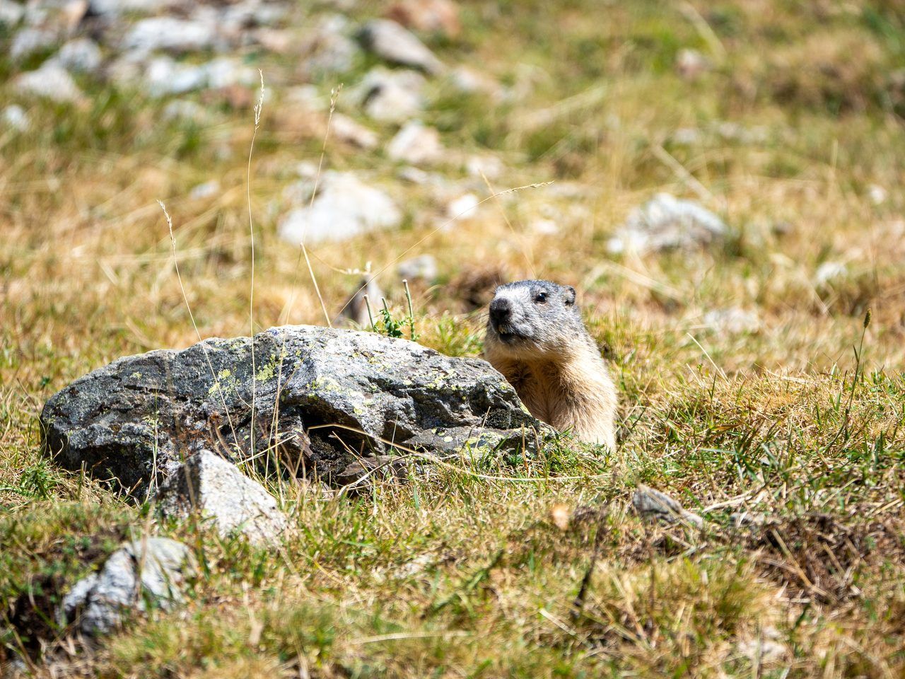 Parc animalier des Pyrénées