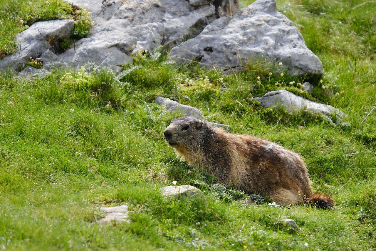 Parc animalier des Pyrénées