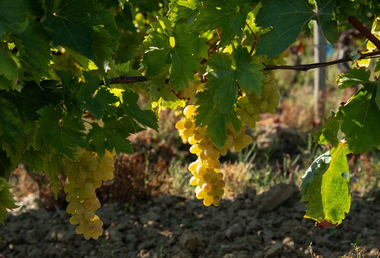Chasselas de Moissac