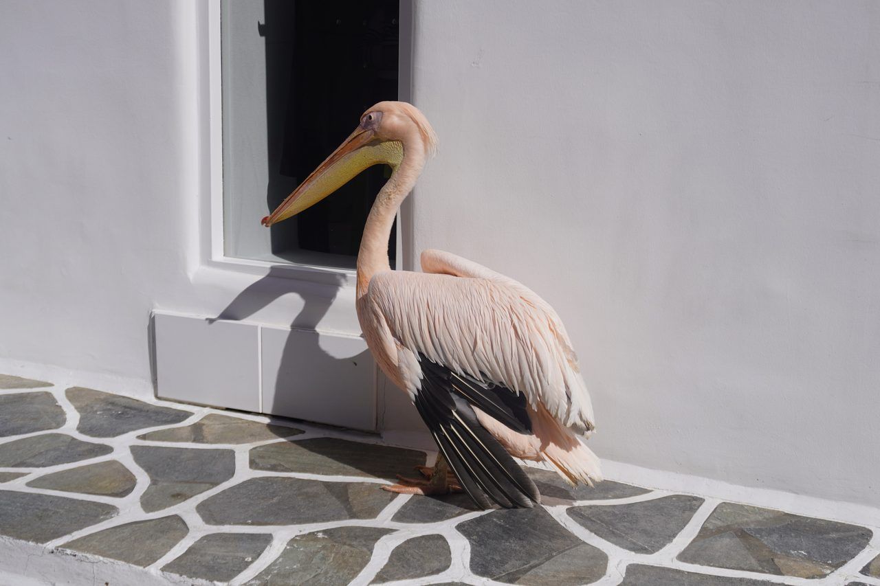 Pélican Mykonos