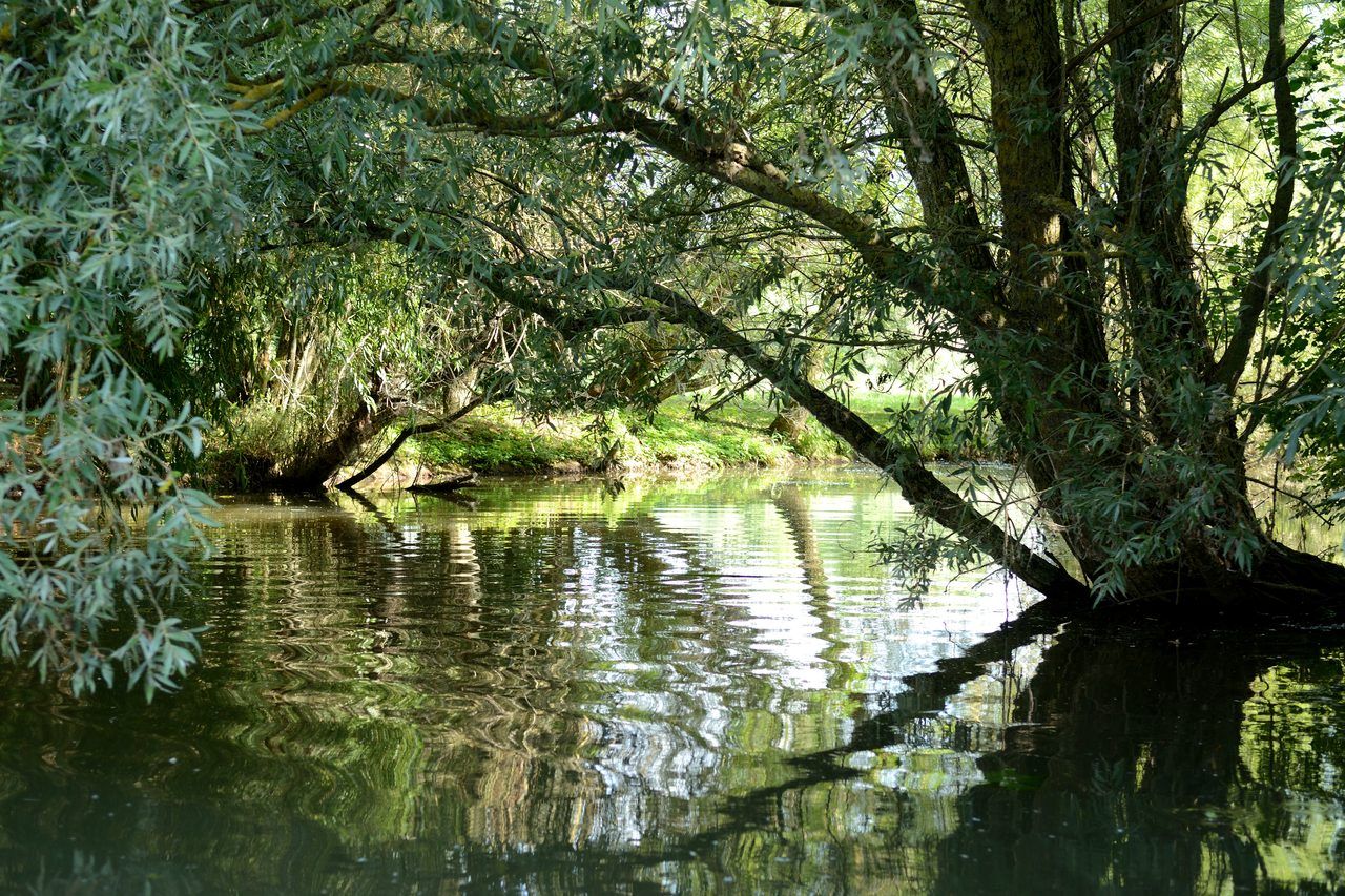 Marais audomarois