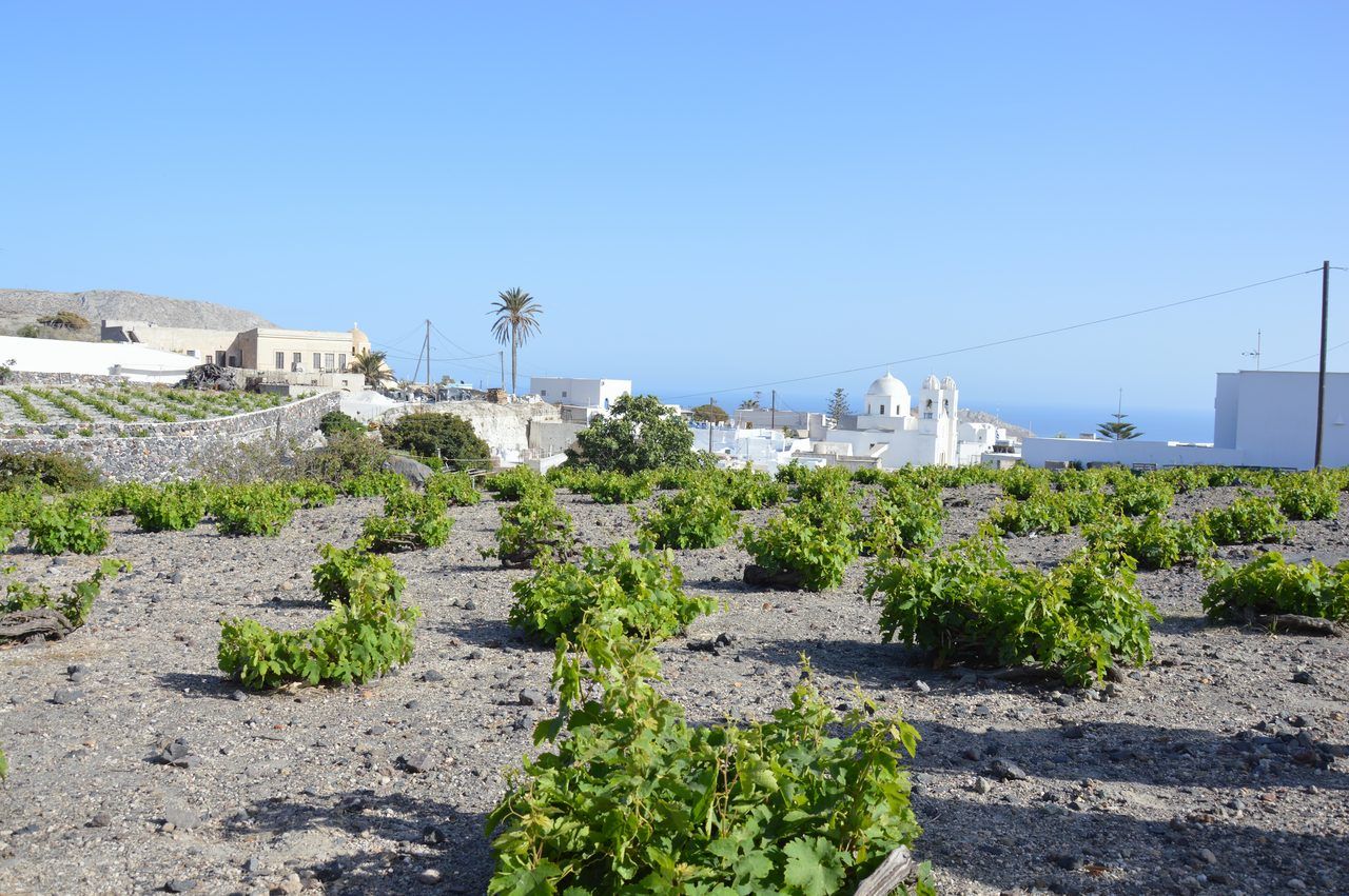 Vignes kouloura Santorin