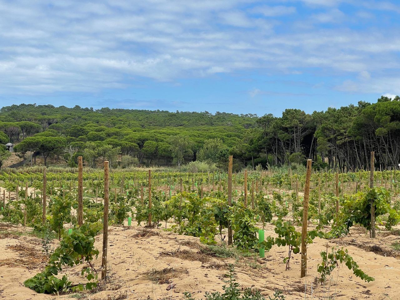 Vignes de Colares