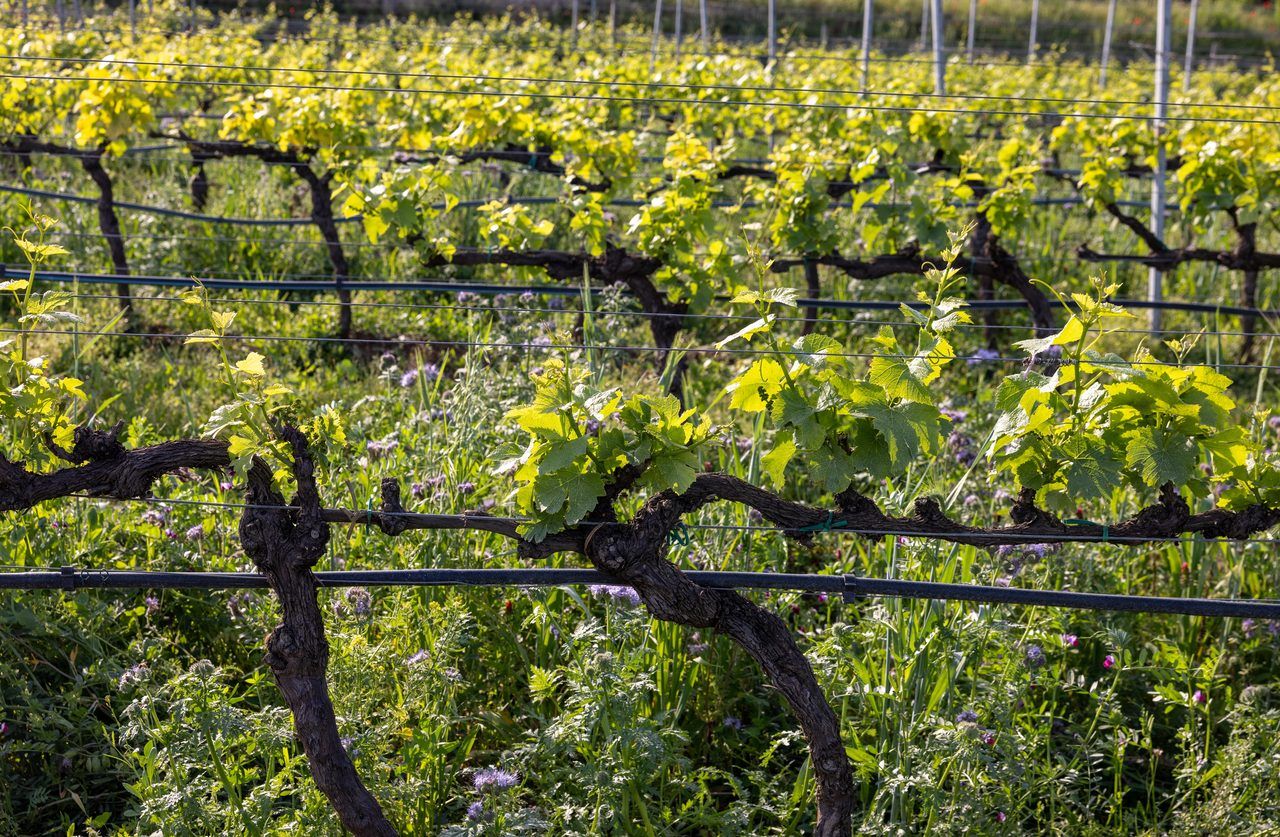 Valpolicella vignobles