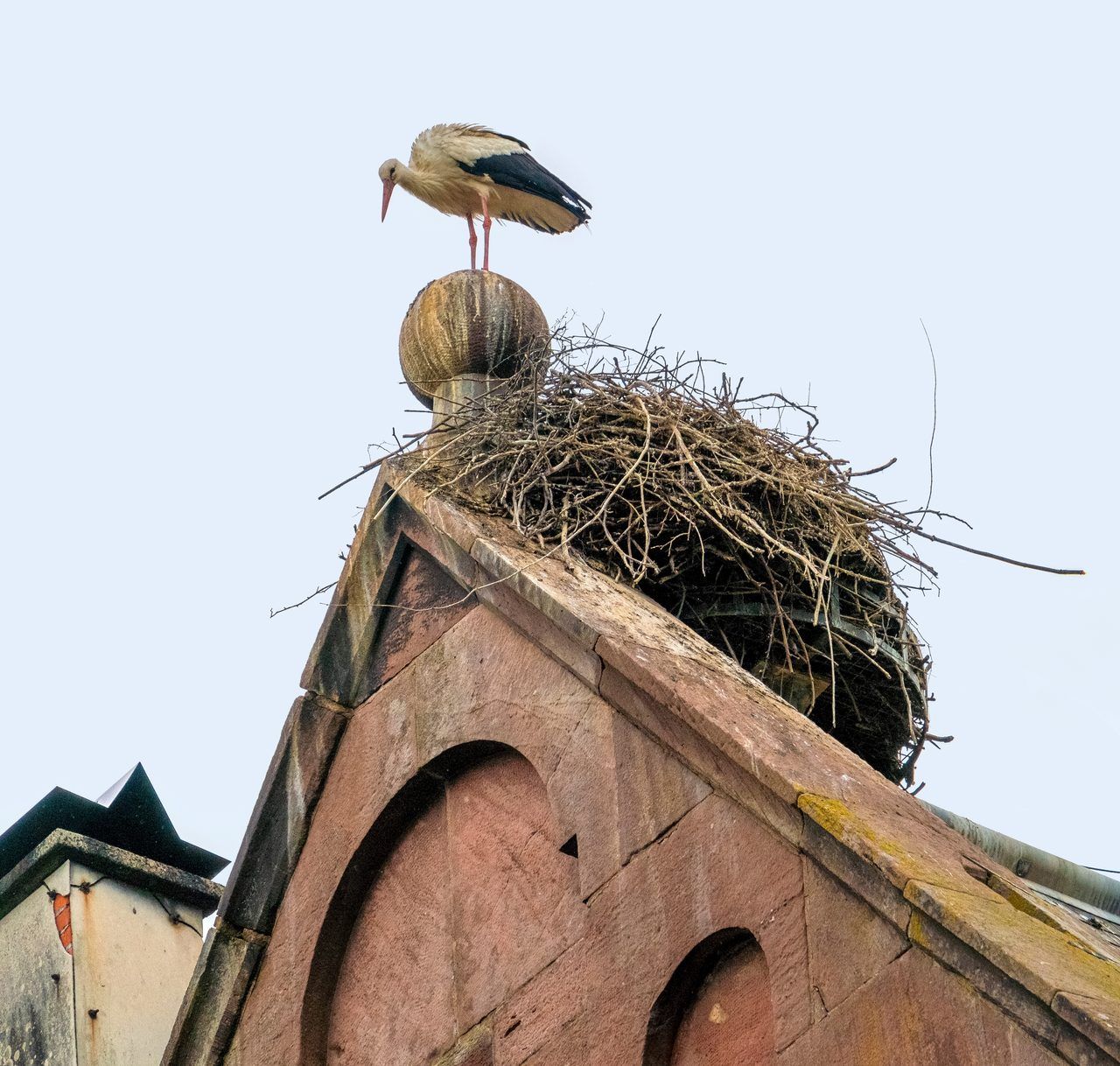 cigogne Alsace