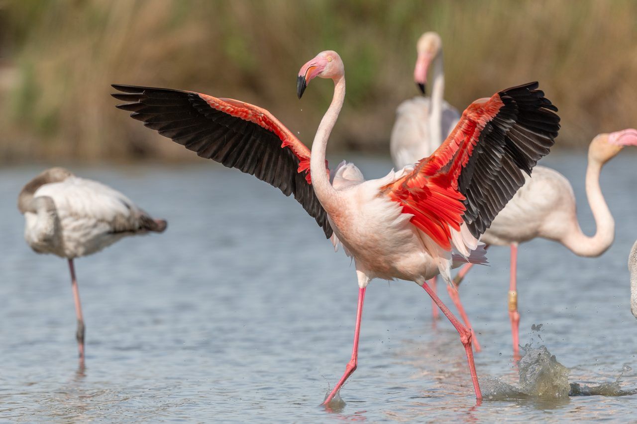 Parc naturel régional de Camargue
