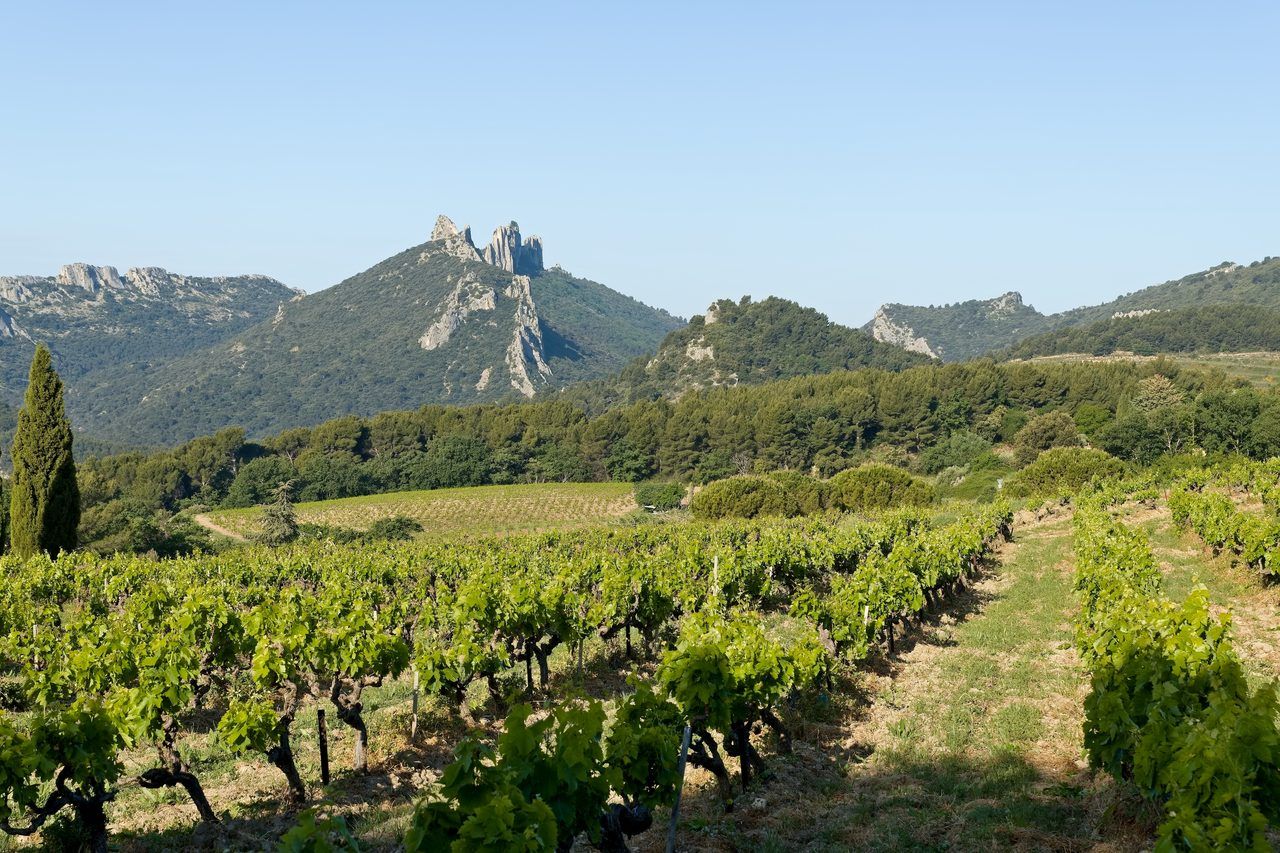 Dentelles de Montmirail