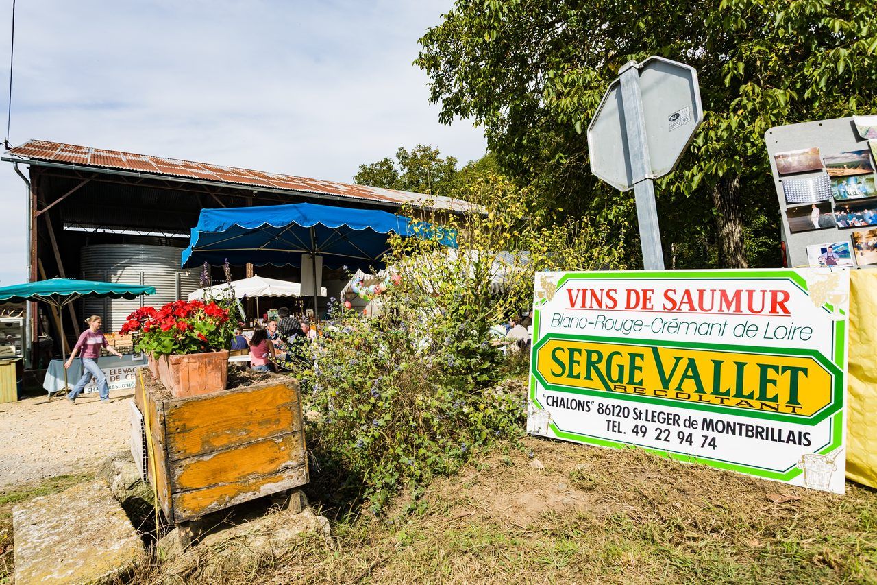 vignoble Saumur-Champigny