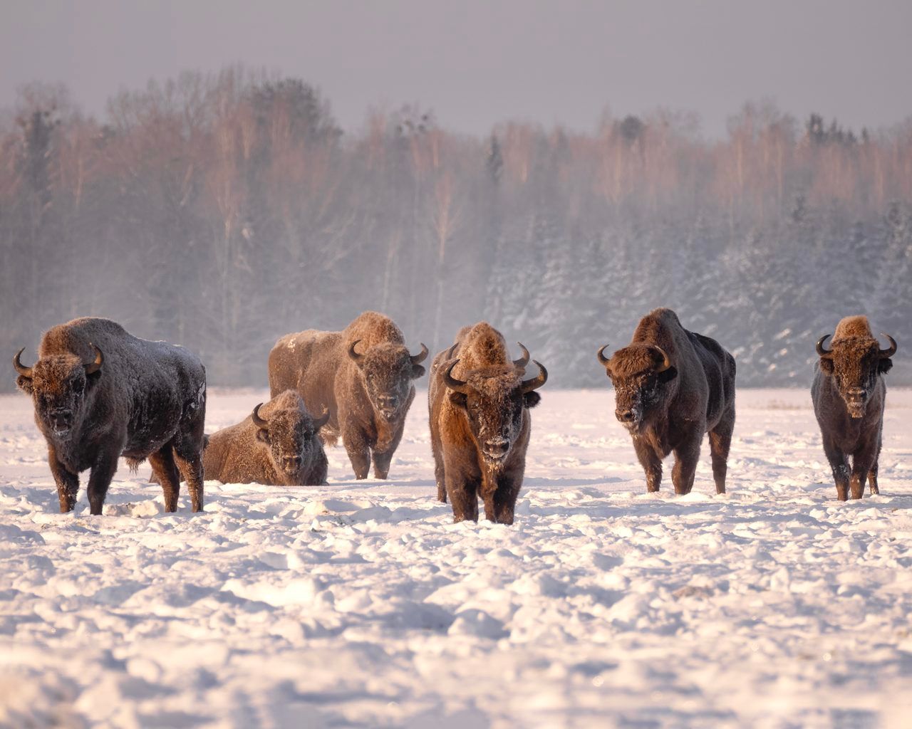 bison d'Europe forêt