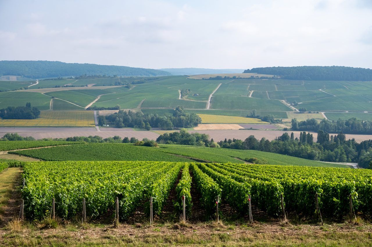 Côte des Bar vignes