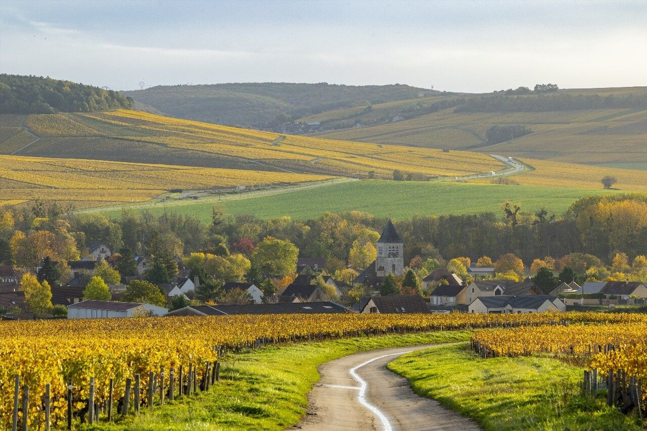 Vignoble Chablis