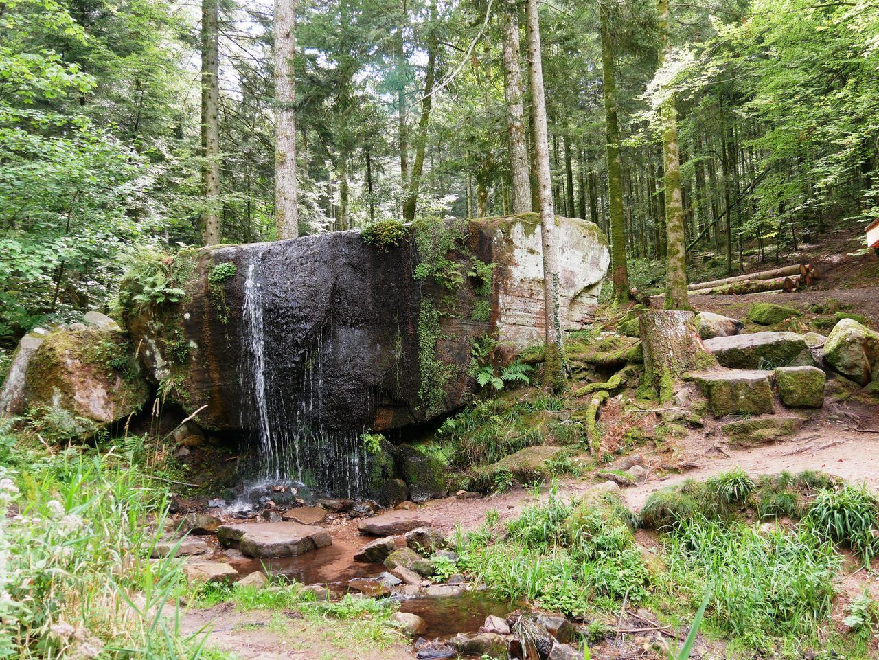 Forêt de Moulière