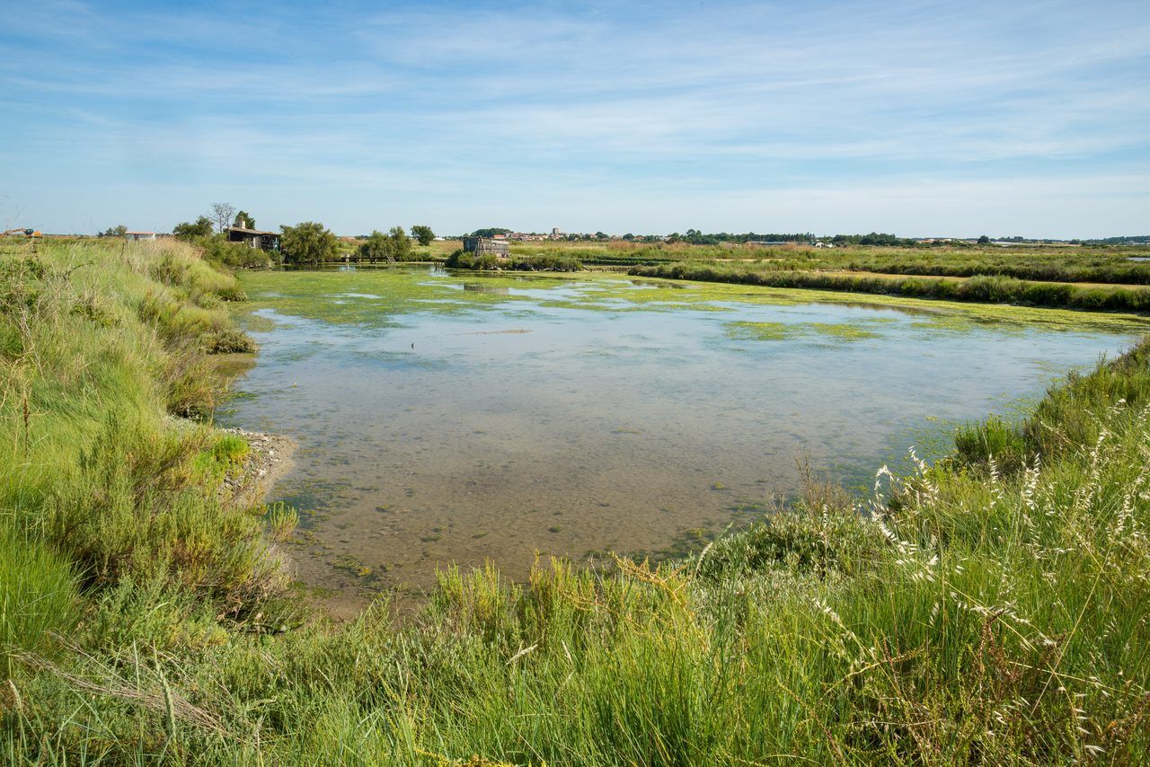 Marais de la Seudre