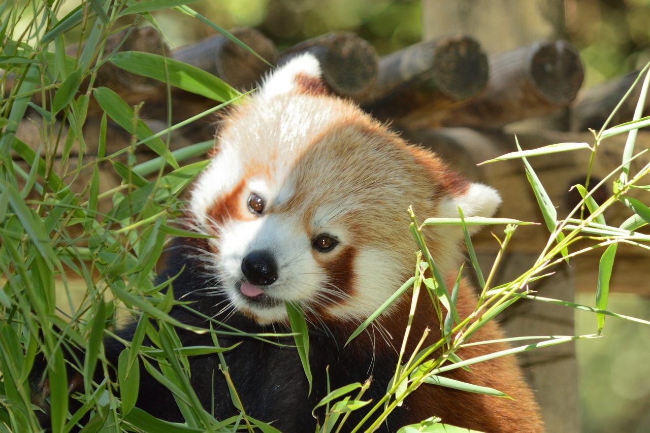 Zoo de la Palmyre