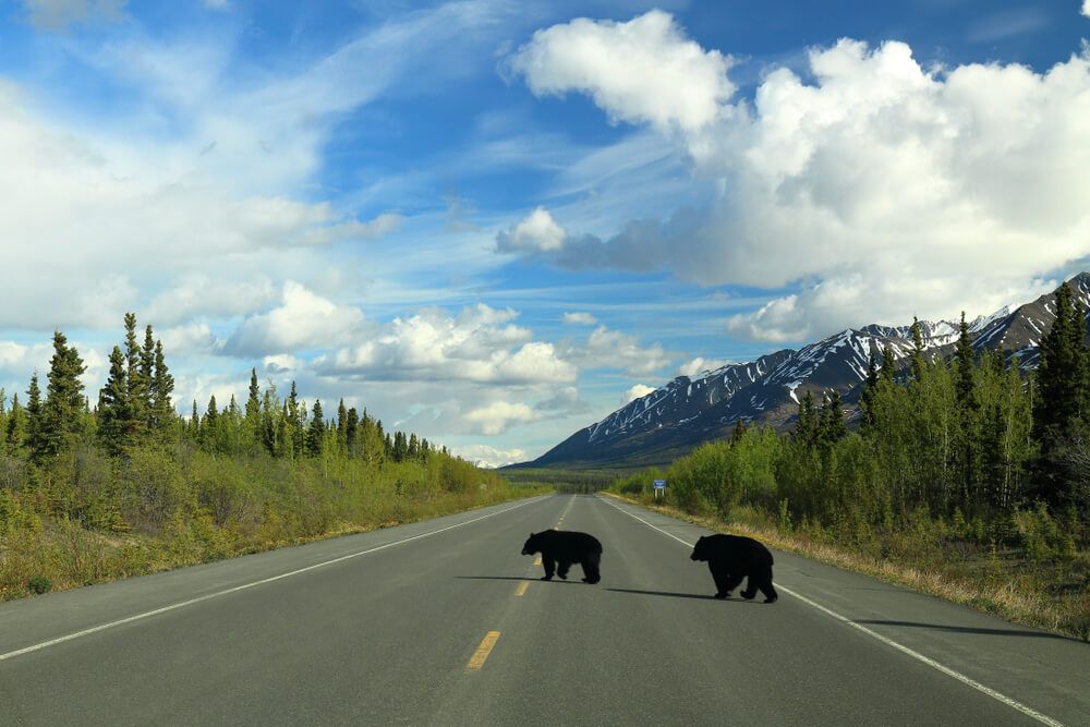 Partir en Road-Trip au Canada
