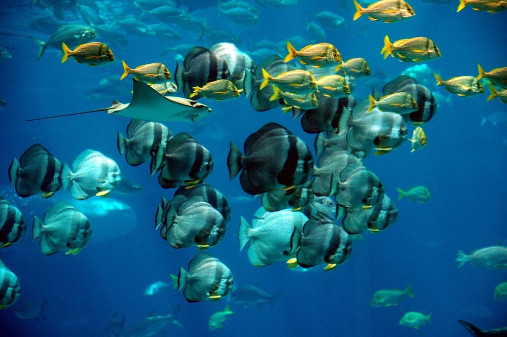 Visiter Seaquarium au Grau-du-Roi : horaires, tarifs et visite