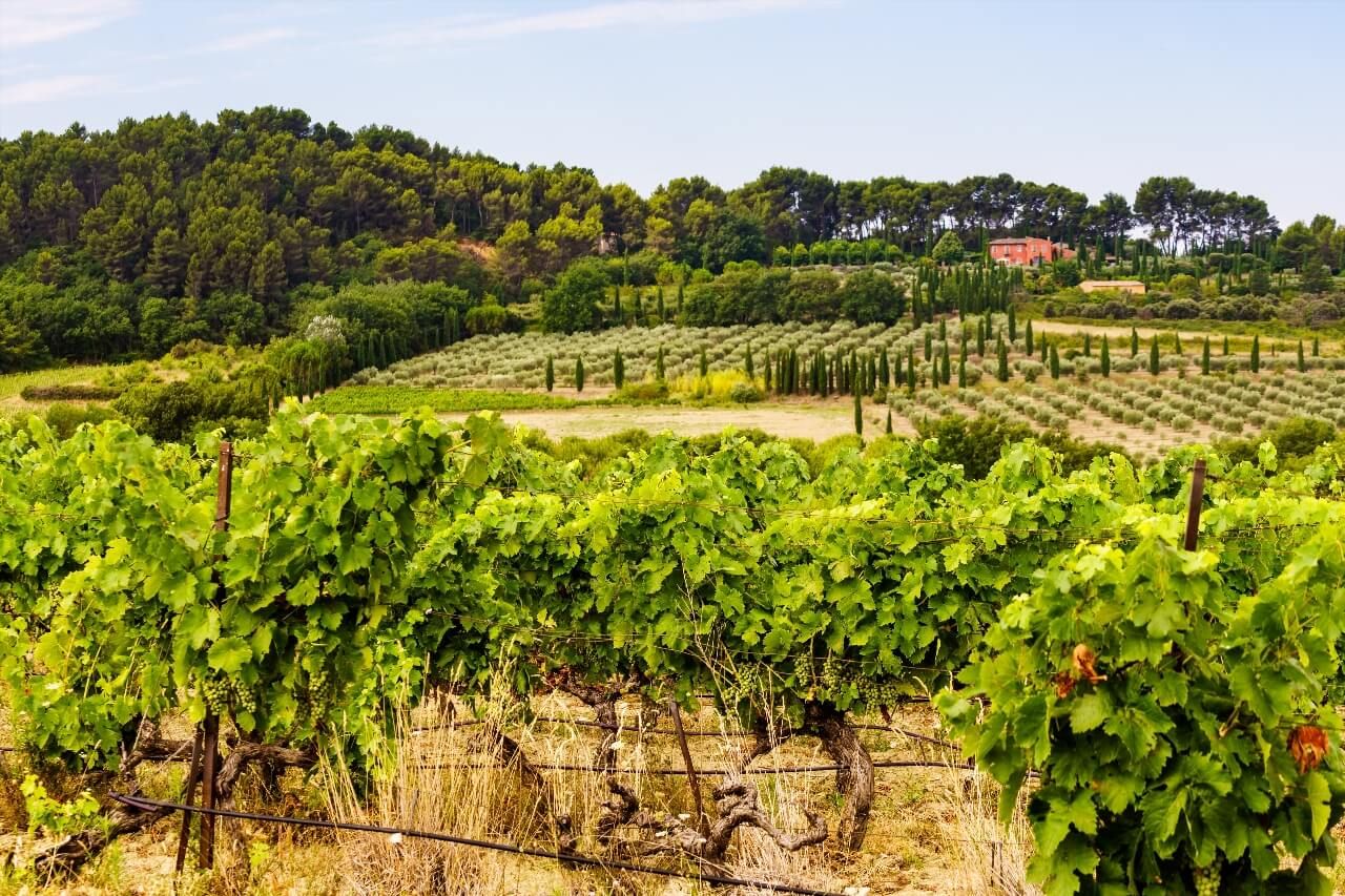 vignoble Provence