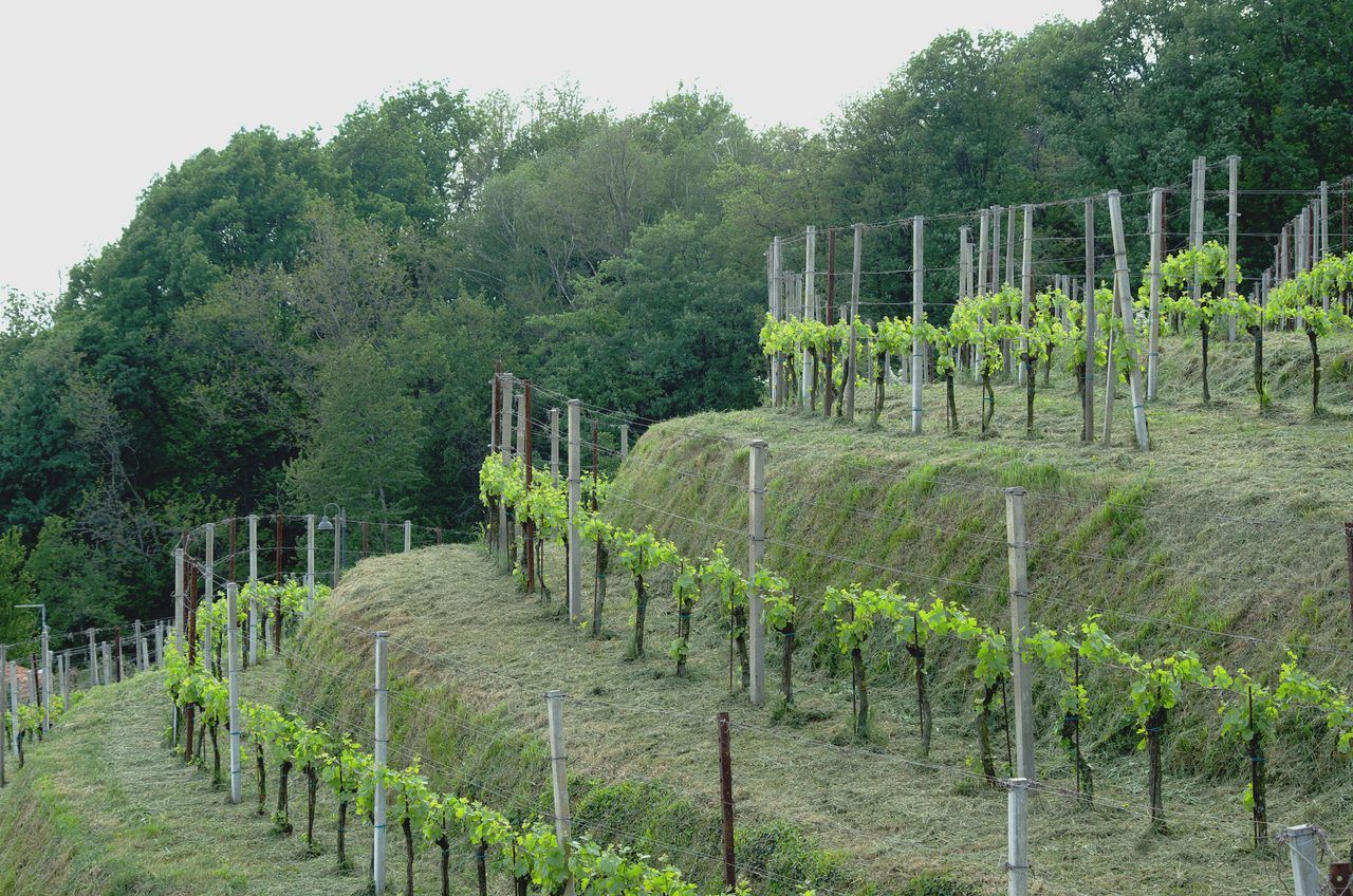 Vignoble de Bellet