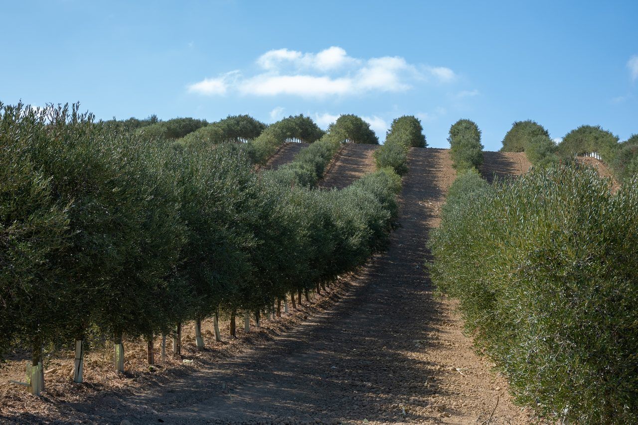 huile d'olive andalouse