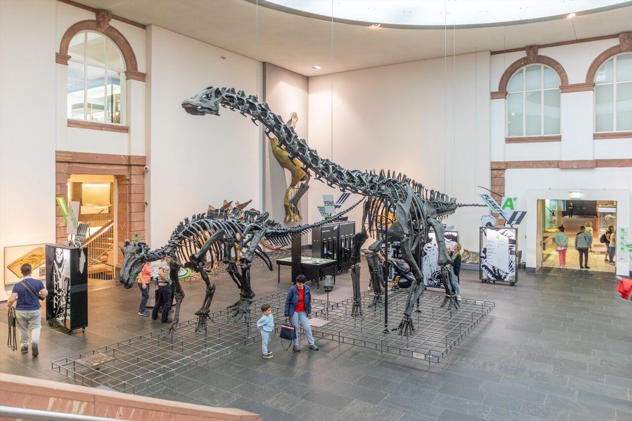 Senckenberg Naturmuseum