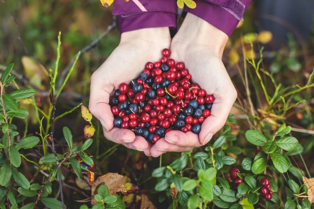 berries