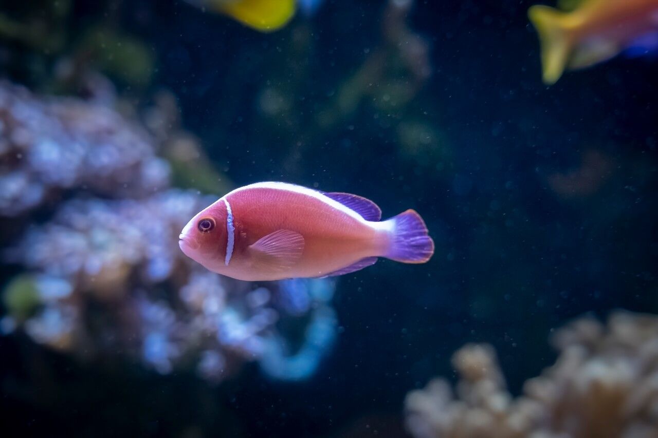 Aquarium Tropical Porte Dorée