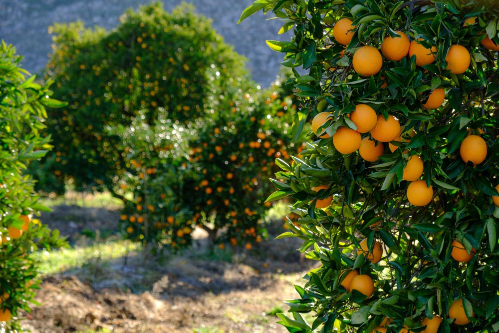 oranges