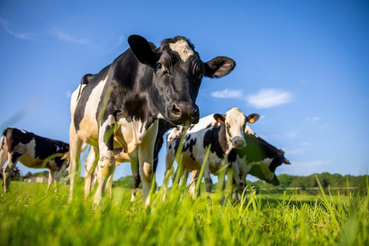Ferme normande animaux