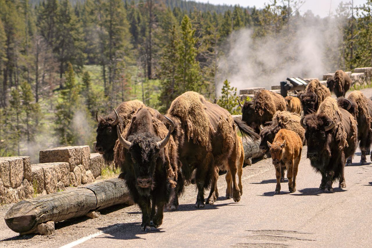 randonnée bisons Amérique